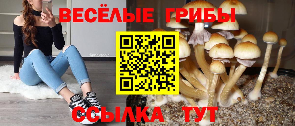 Галлюциногенные грибы Cubensis Грязи